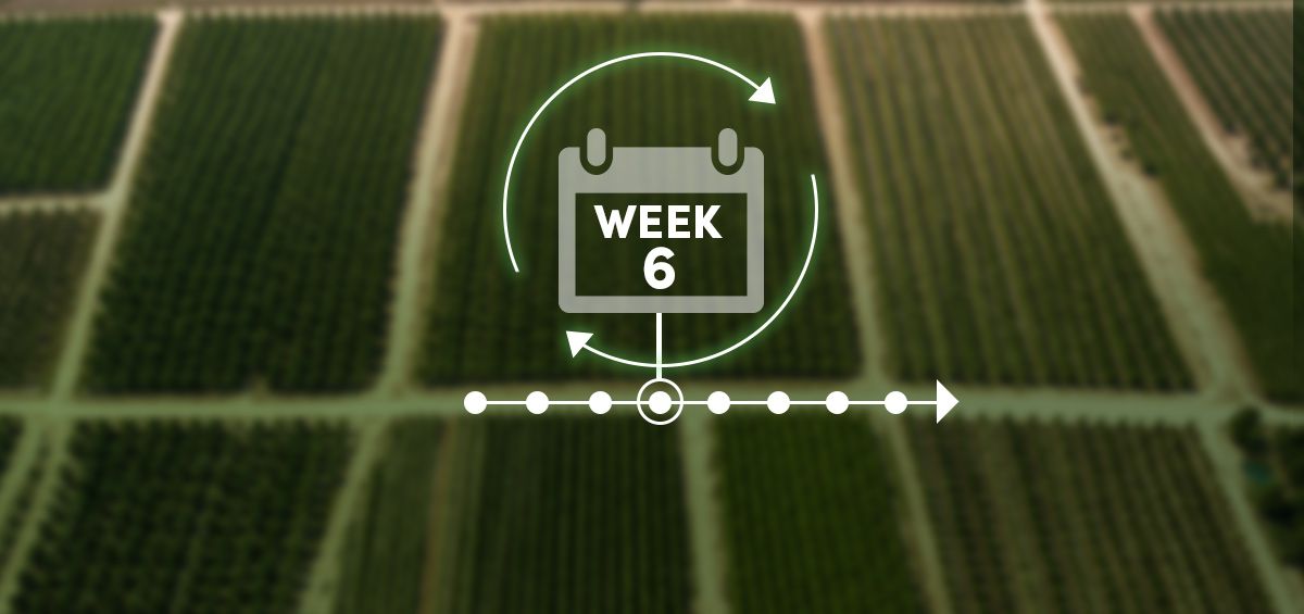 Mid-Season Input Reallocation: How Enterprise Specialty Crop Farms Adjust the Plan When the Field Changes Its Mind