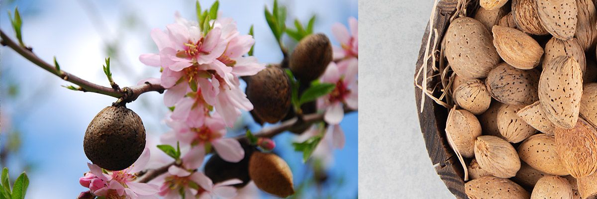 LTD Almond