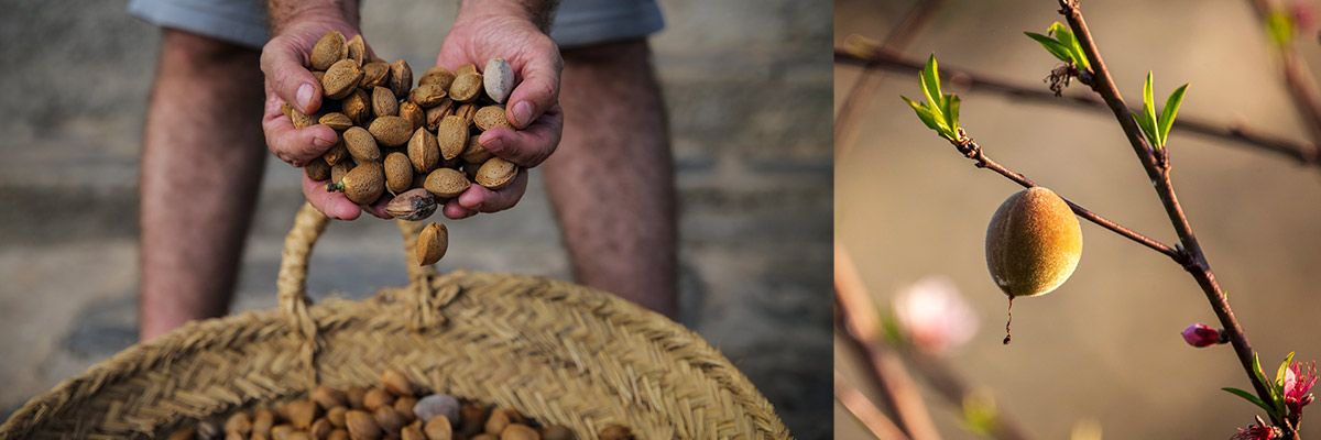 LTD Almond