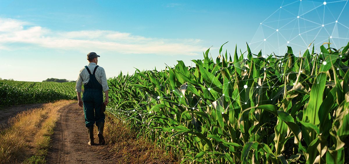 How AGRIVI Helps Farmers in Field Scouting?