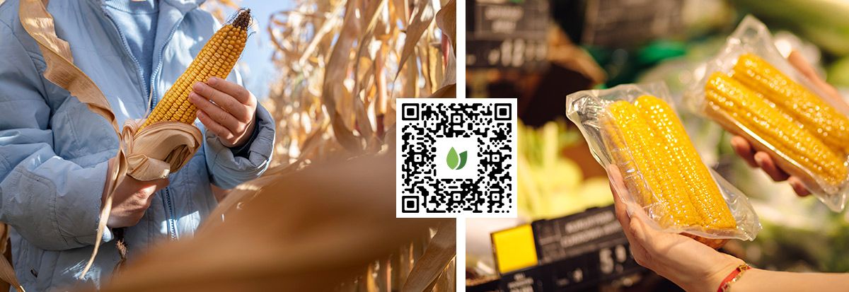 Traceability QR code corn