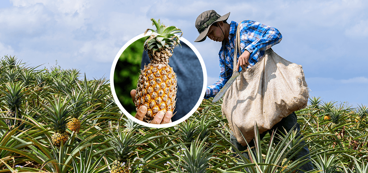 Planning Farm Work Operations on a Pineapple Farm with Farm Management Software