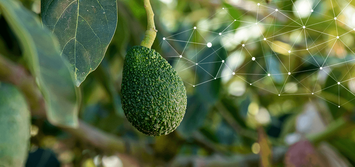 Optimizing Avocado Production: El Mogote Teams Up with AGRIVI Farm Management Software
