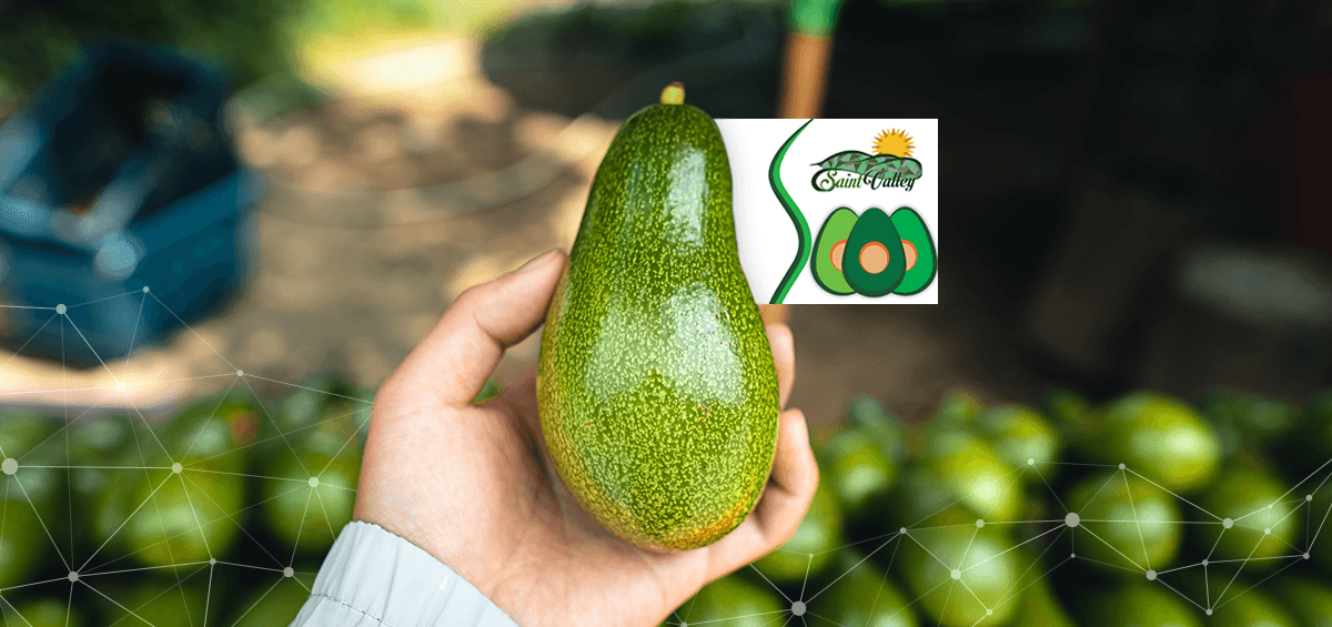 Enhancing Avocado Production: Saint Valley International Chooses AGRIVI Farm Management Software for Better Efficiency and Increased Profitability
