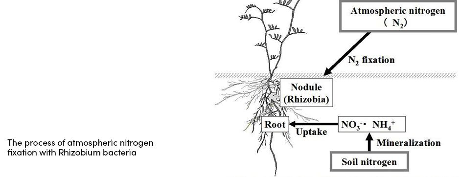 Atmospheric Nitogen