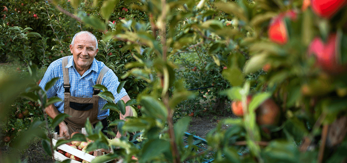 Apple Picking