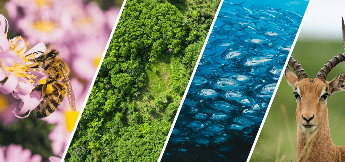 Loss of Biodiversity
