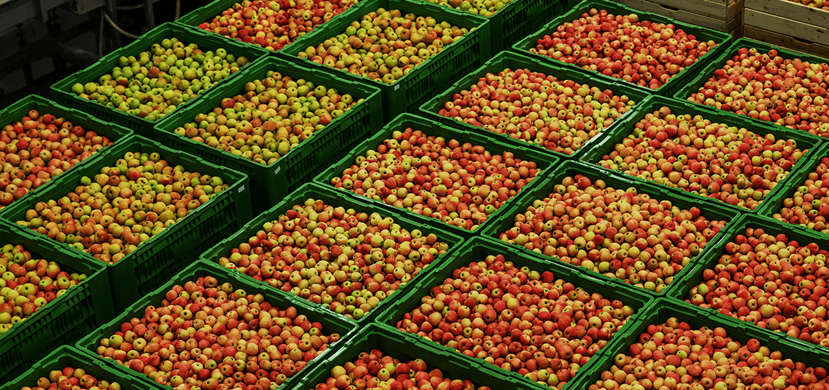 Farm Practices to Preserve Fruit Quality After Harvesting