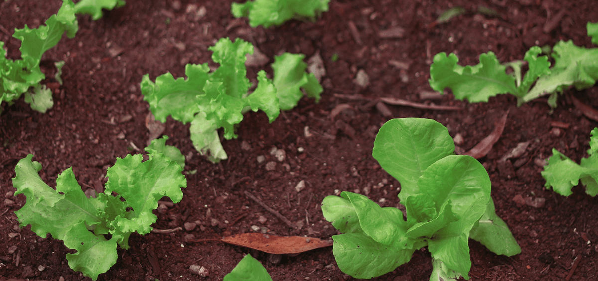 Salata – zakorovljena pepeljuga