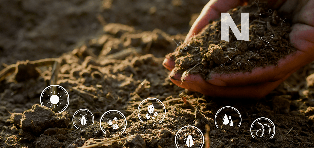 Nitrogen Cycling in Nature