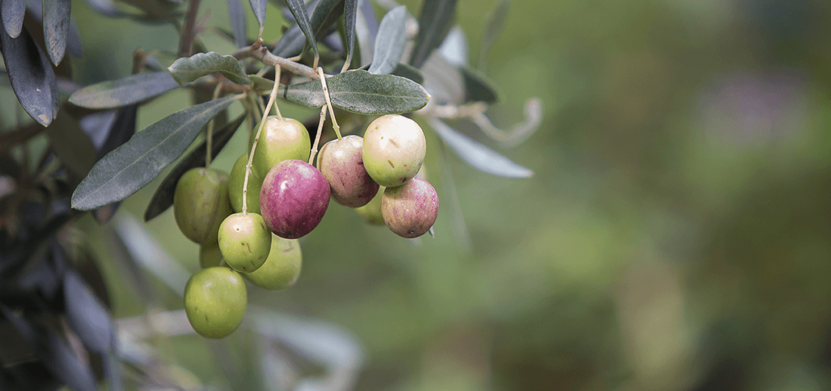 Manage Olive Fruit Fly by Following Protection Measures