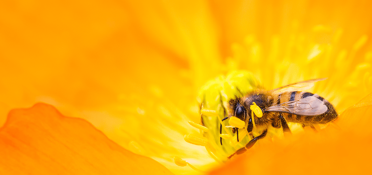Many Farmers Manage to Help Pollinators. Be One of Them!