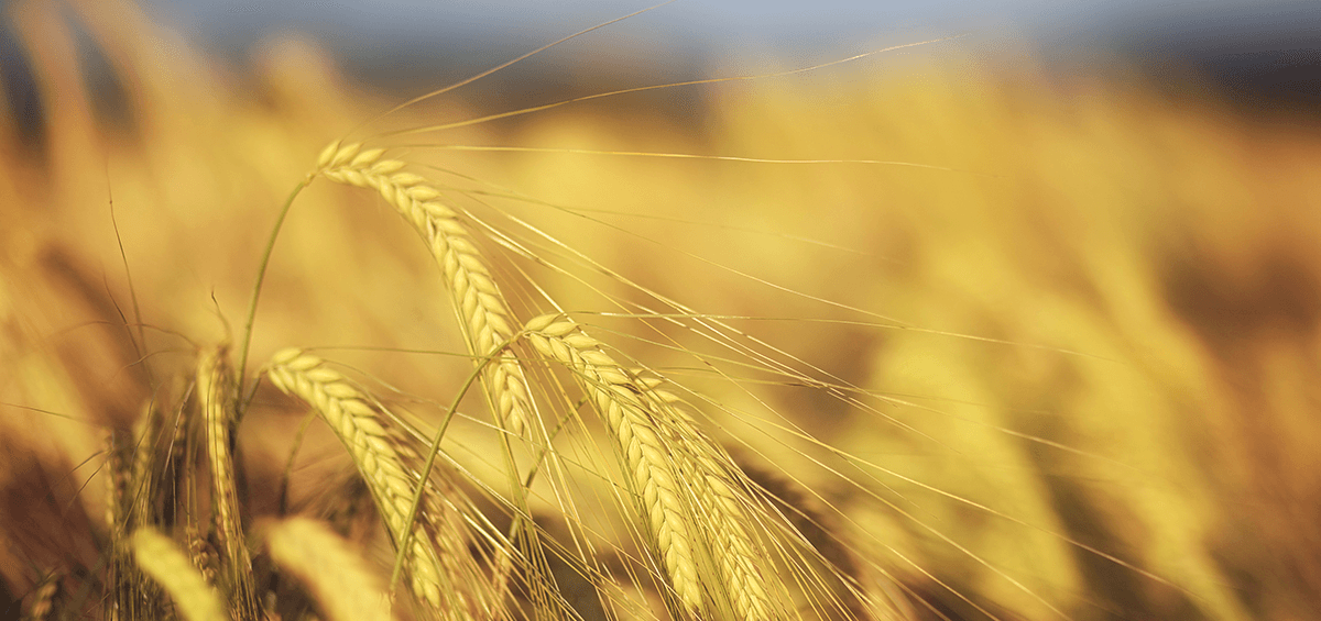 How to Remove Radioactive Isotopes from the Soil to Make It Productive Again?