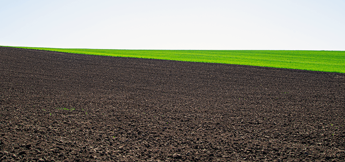Second Crop or Empty Soil?