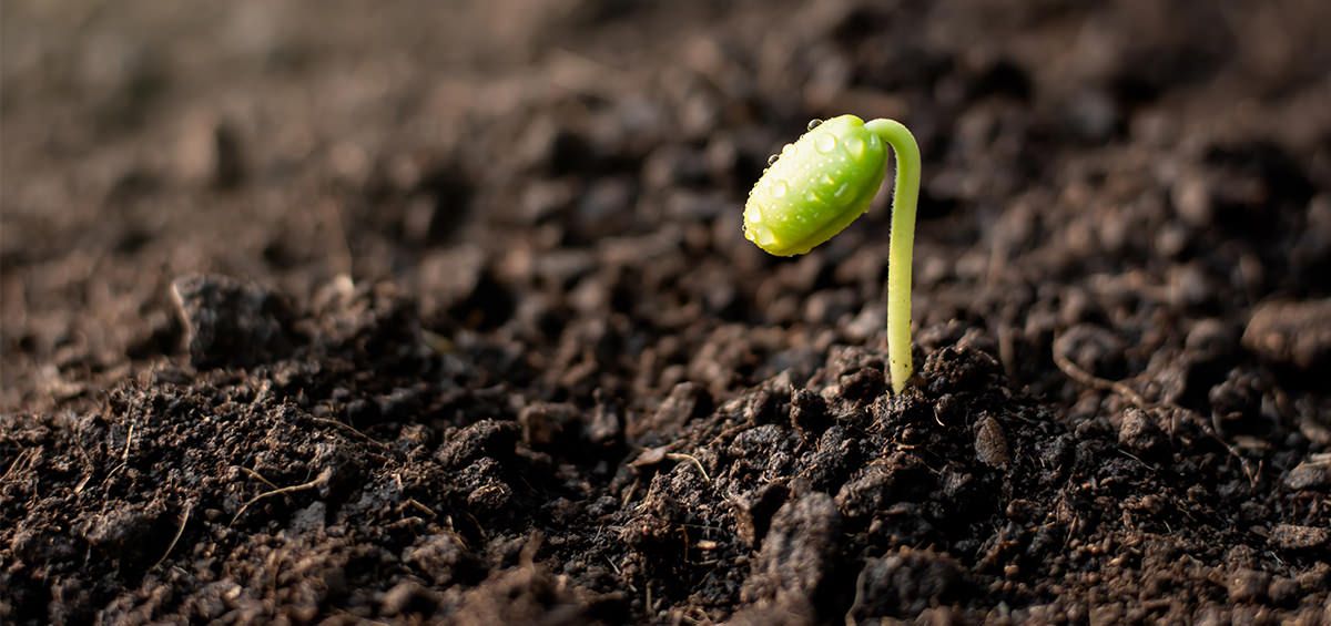 How Can Farmers Benefit from Seed Inoculation?