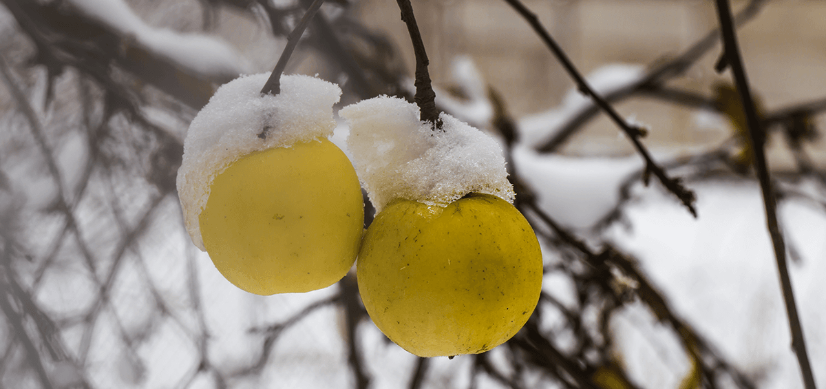 Winter Care of Fruit Trees