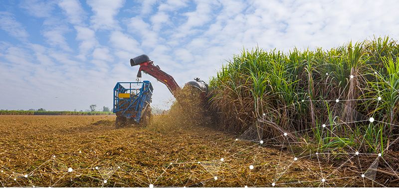 Barbados Agricultural Management Company (BAMC) studija slučaja