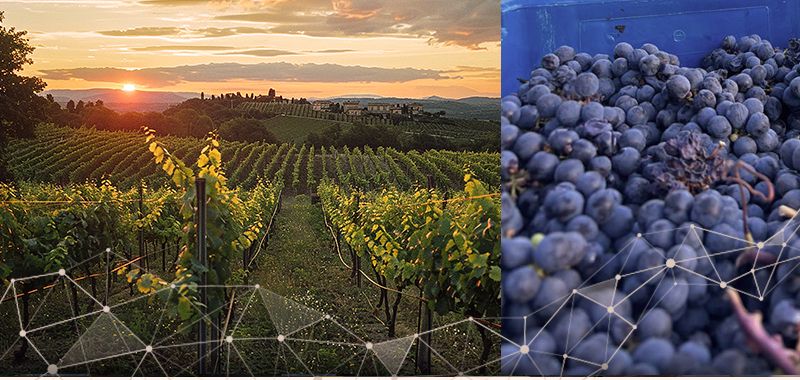 Vinicola Guaspari vineyard