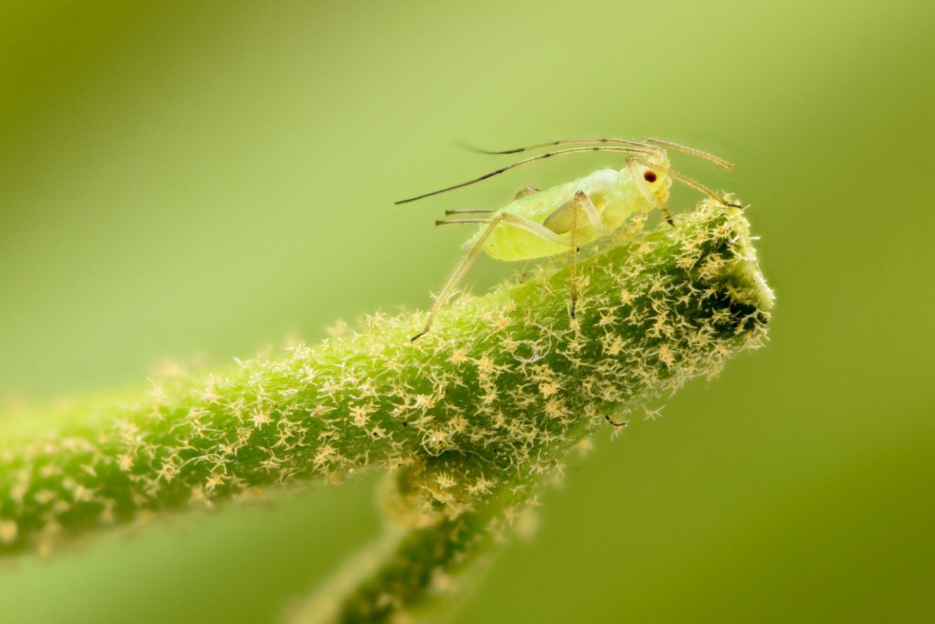 Insect Pest Aphids