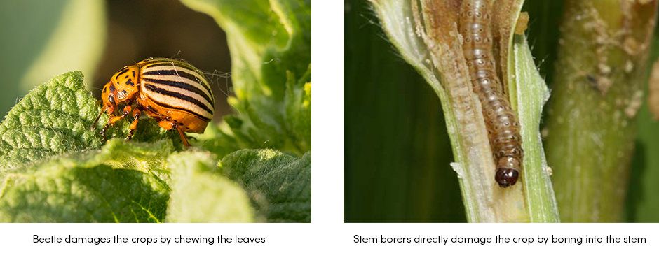 Insect Pest Crop