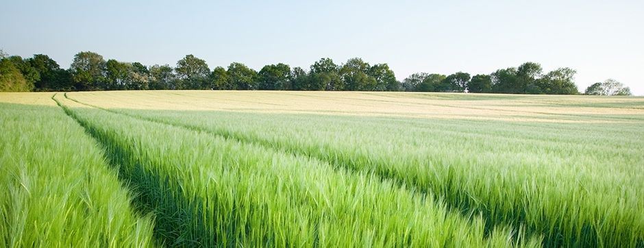 Monoculture or Polyculture: Which is Better for Crop Production?
