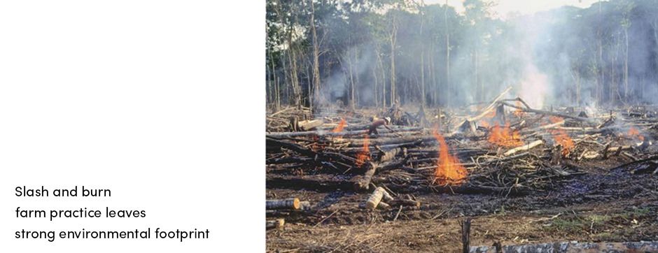Slash and Burn Farm Practice