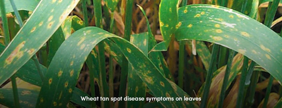 Wheat Spot