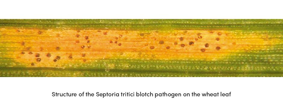 Wheat Spot SNB