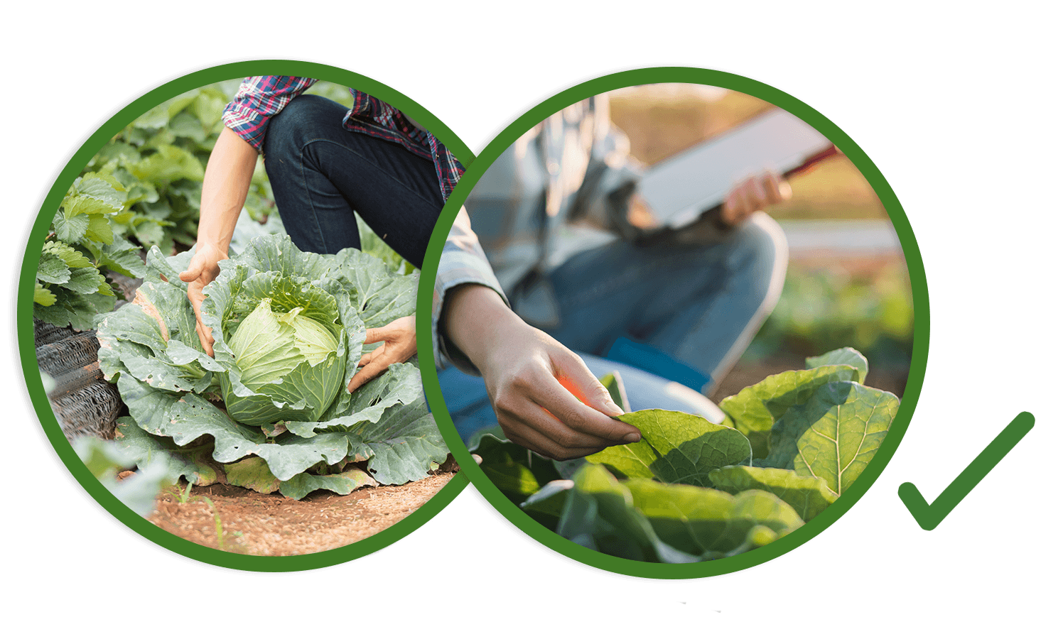 Harvesting cabbage and scouting the field with a tablet