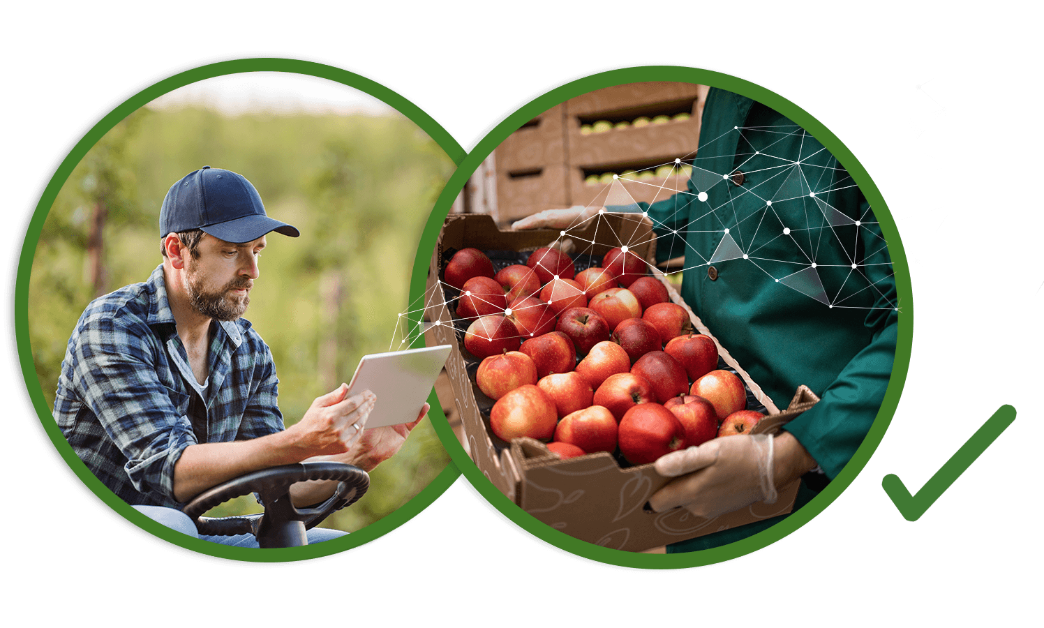 Grower reviewing farm data on a tablet, and harvested apples ready for the supply chain