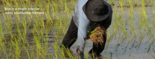 Rice Harvesting