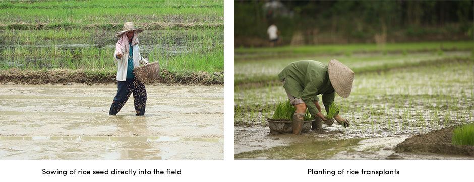 Rice planting