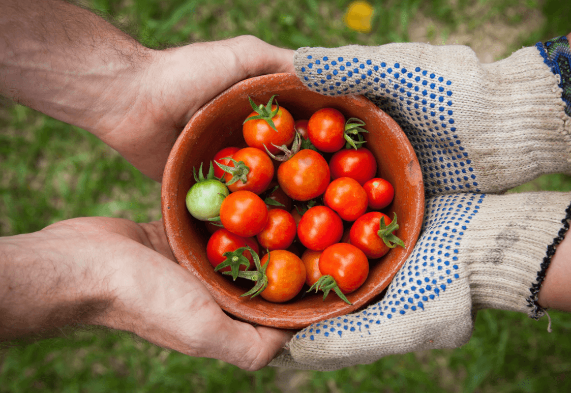 tomato