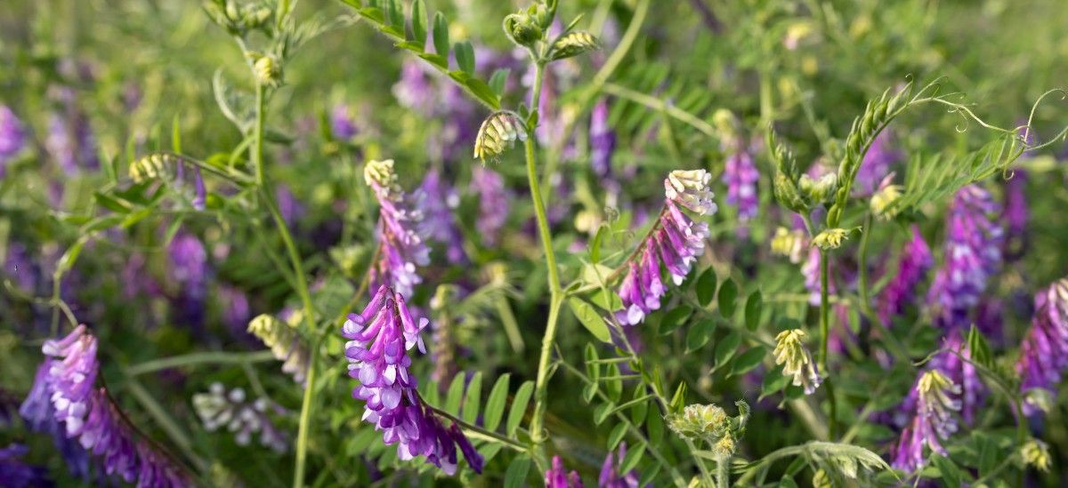 Green sprouts of young vicia villosa in early spring at organic farm field
