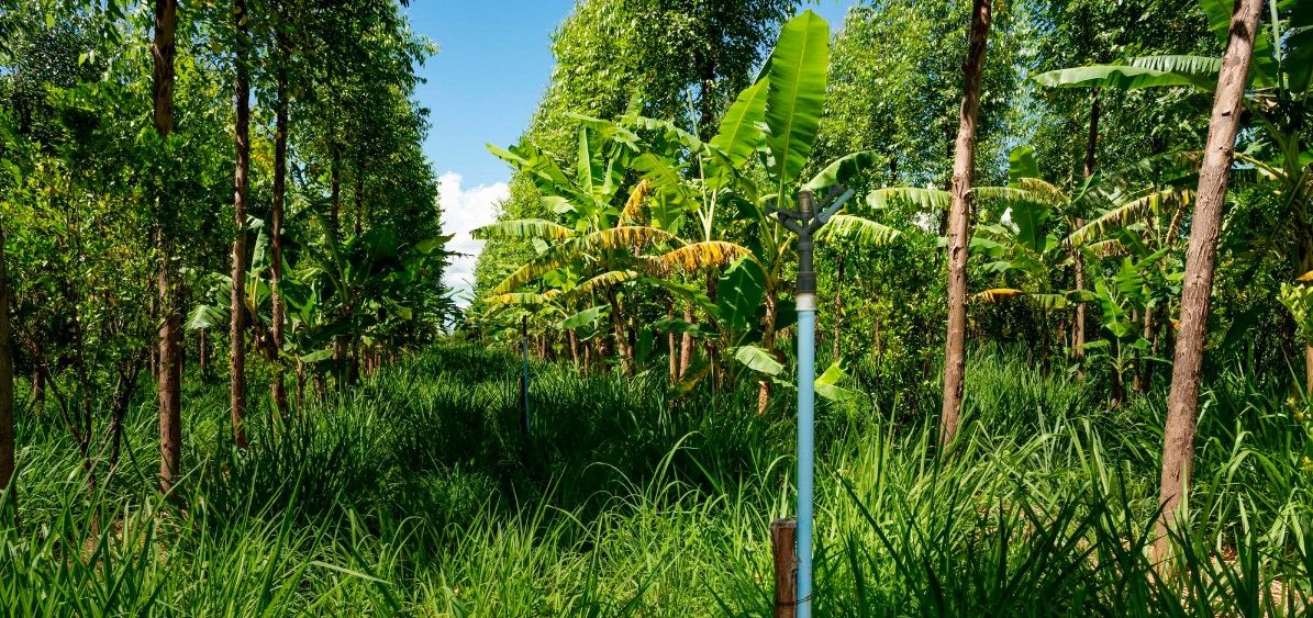 Shared forest system, agroforestry, in the view part of the irrigation system.