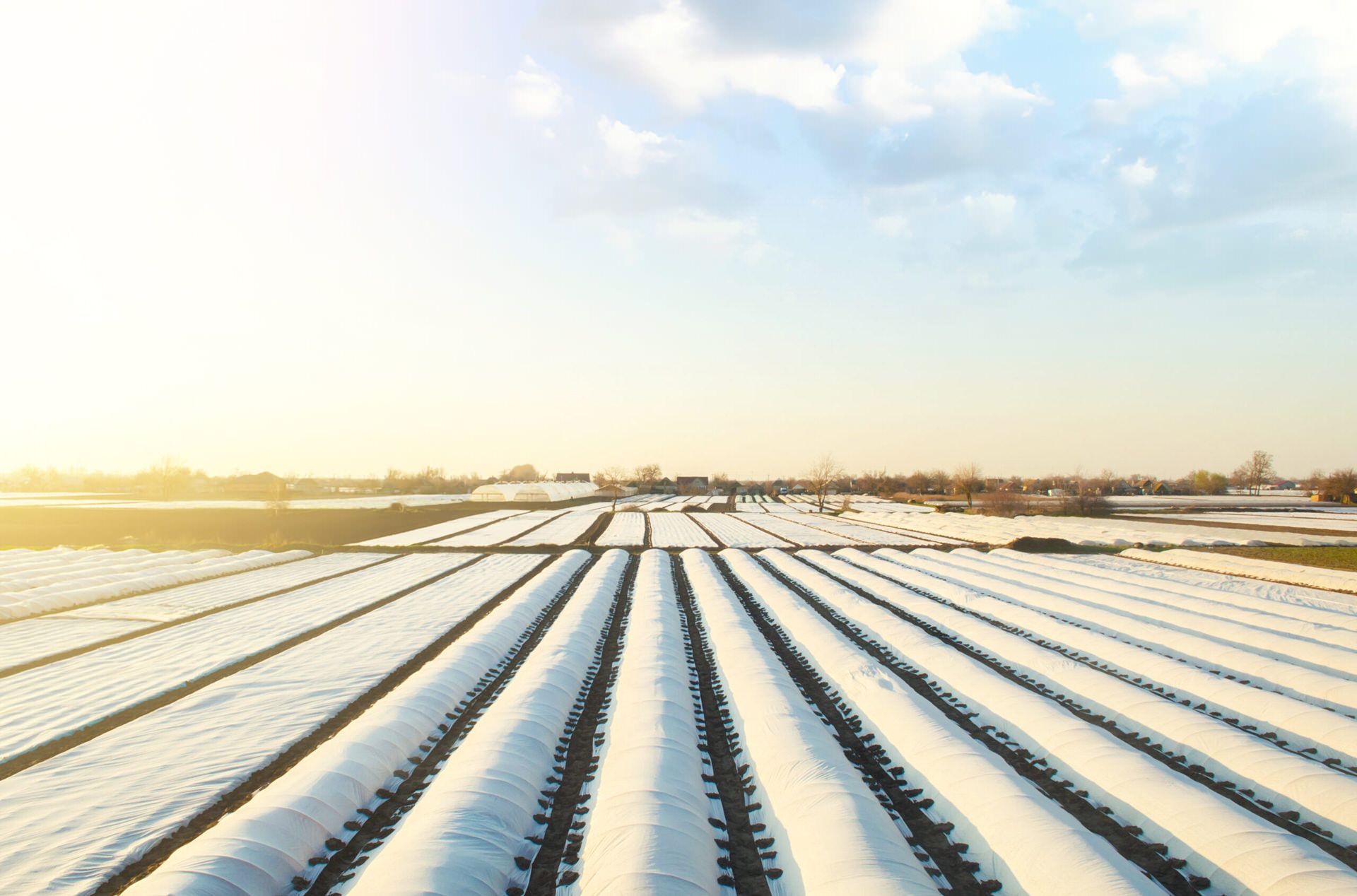 How Can Farmers Help Plants Survive Frost Damage?